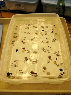 tray of nutrient samples