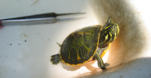 turtle in lab